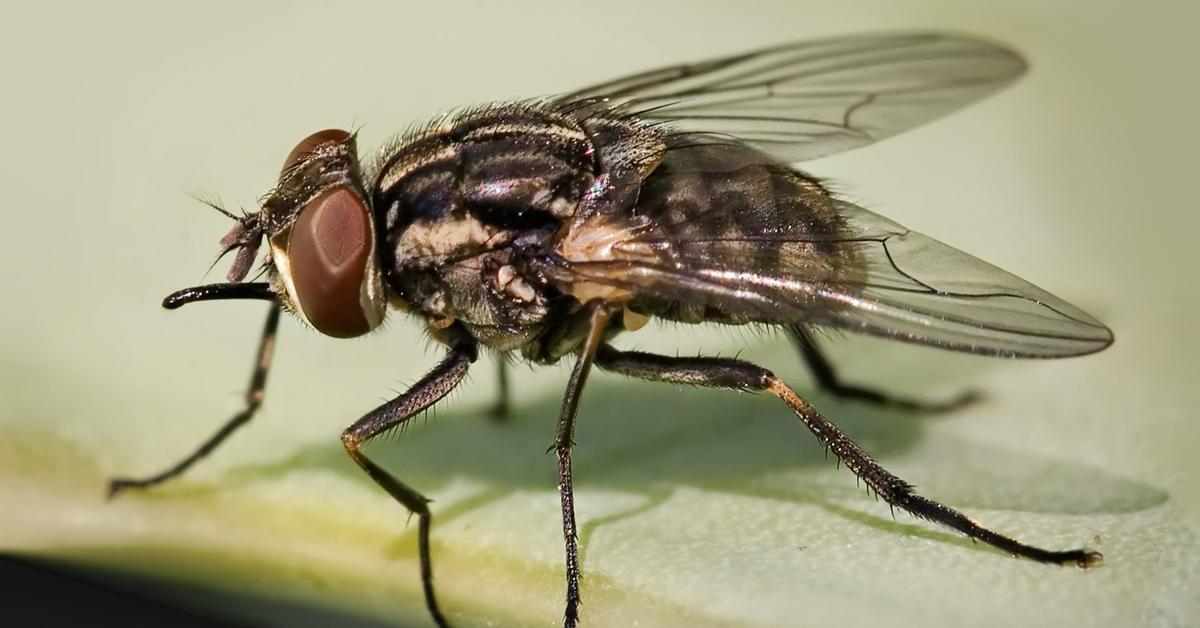 Image of the Housefly (Musca domestica), popular in Indonesia as Lalat Rumah.