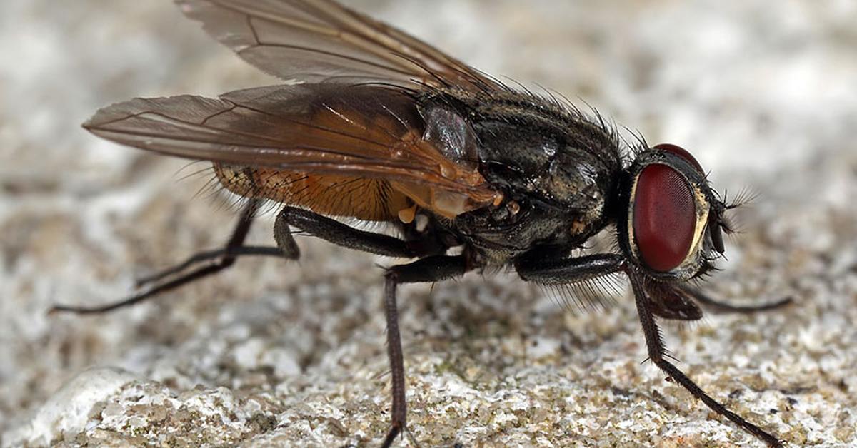 Stunning depiction of Housefly, also referred to as Musca domestica.