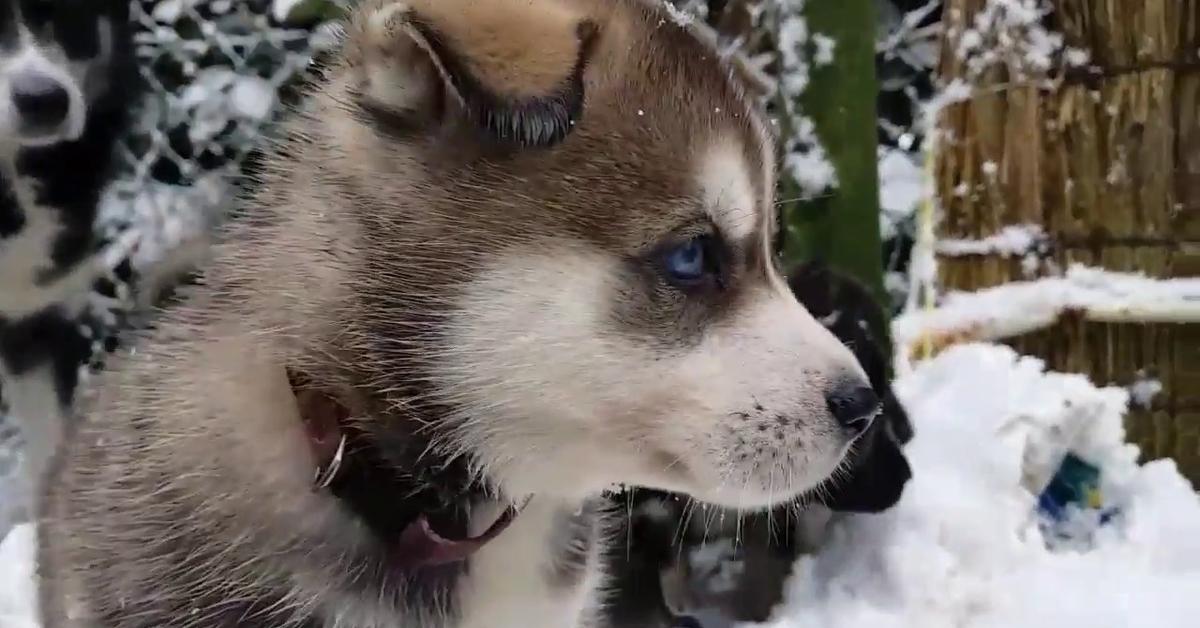 Captured moment of the Huskita, in Indonesia known as Anjing Huskita.