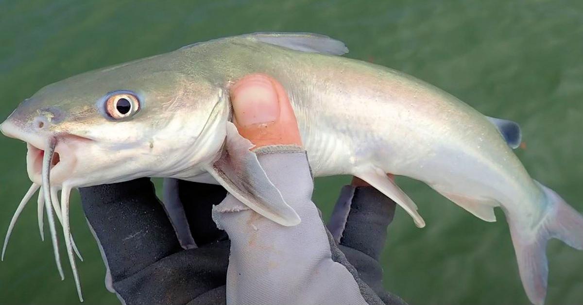 Engaging shot of the Hardhead Catfish, recognized in Indonesia as Lele Kepala Keras.