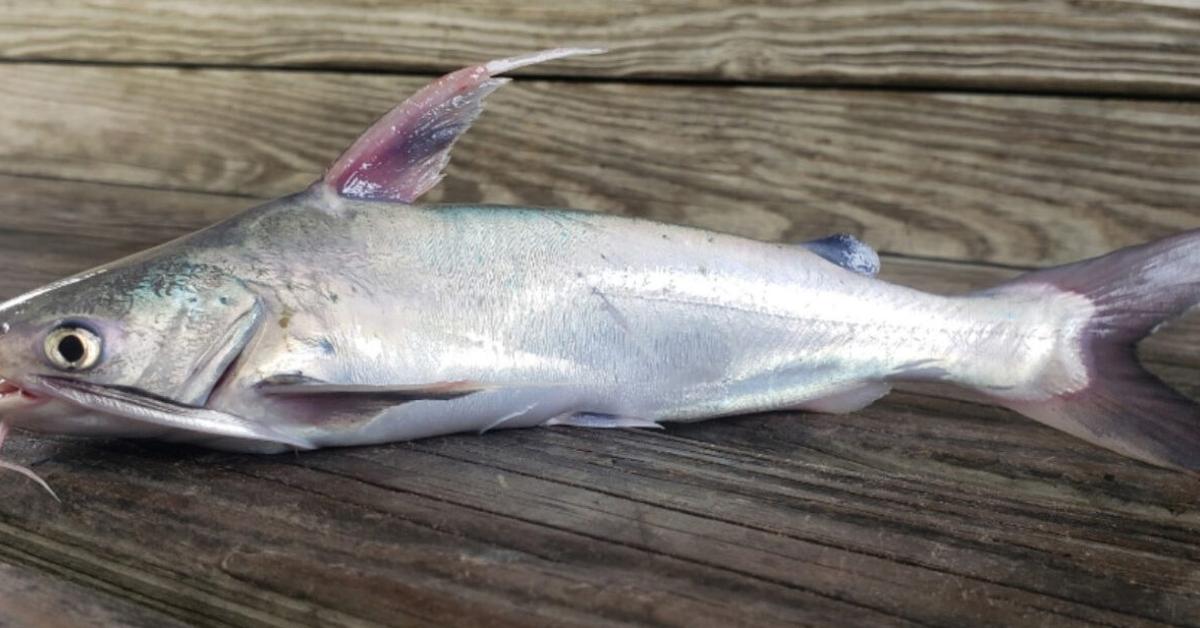 Elegant portrayal of the Hardhead Catfish, also known as Ariopsis felis.