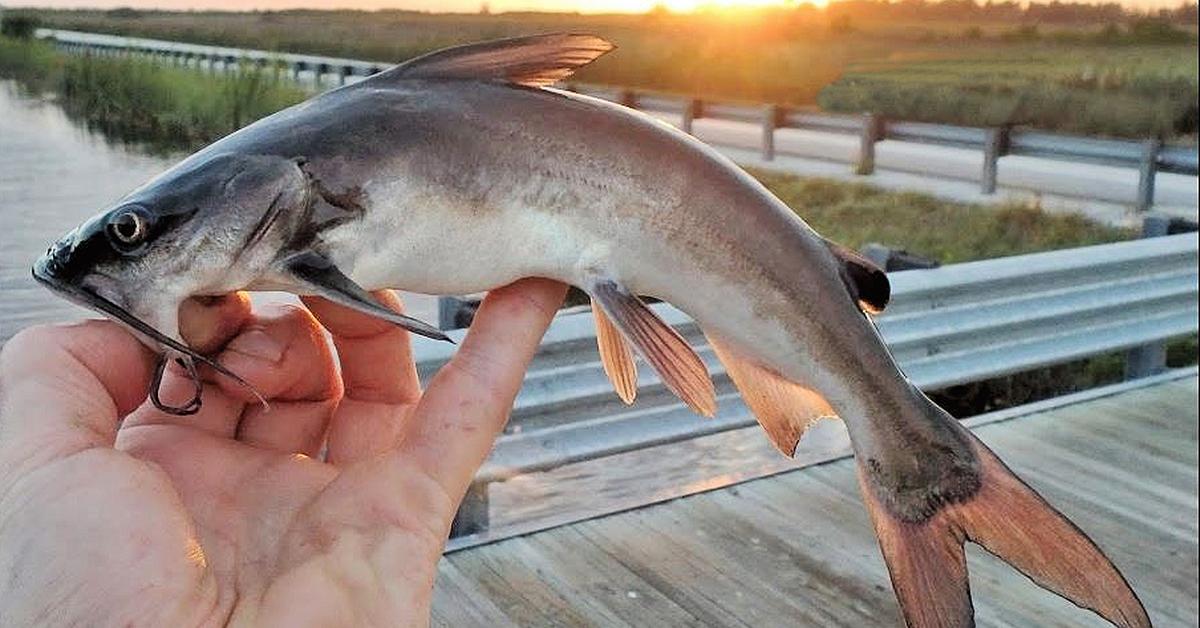 Splendid image of the Hardhead Catfish, with the scientific name Ariopsis felis.