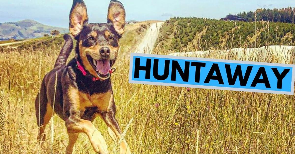 Glimpse of the Huntaway, known in the scientific community as Canis lupus.