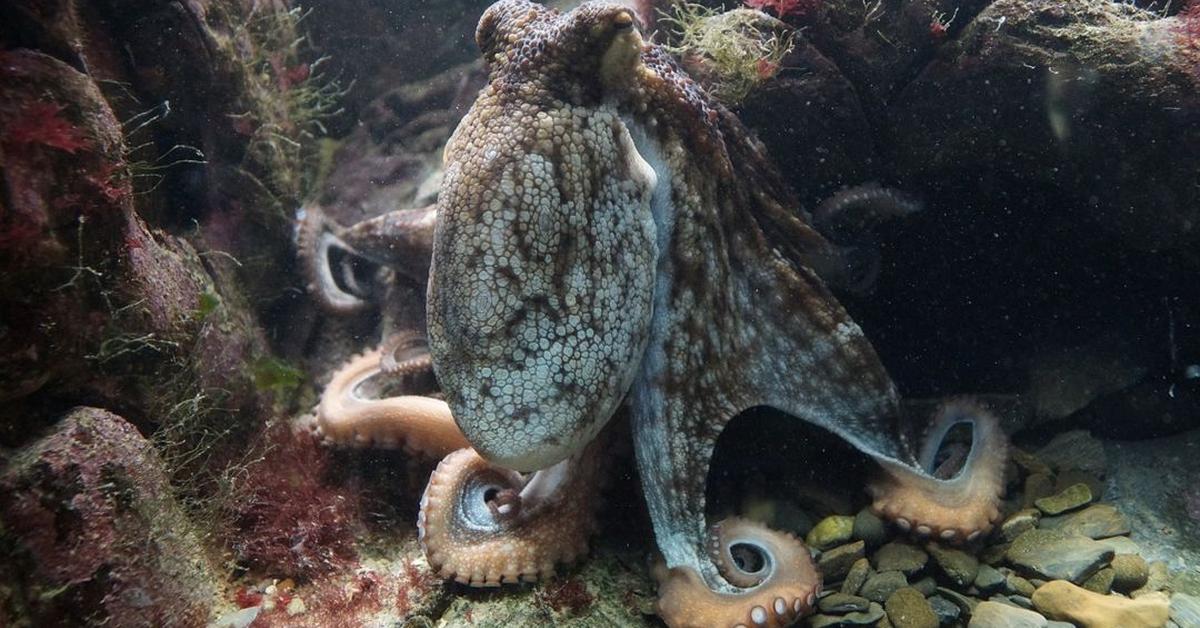 Exquisite image of Humboldt Squid, in Indonesia known as Gurita Humboldt.