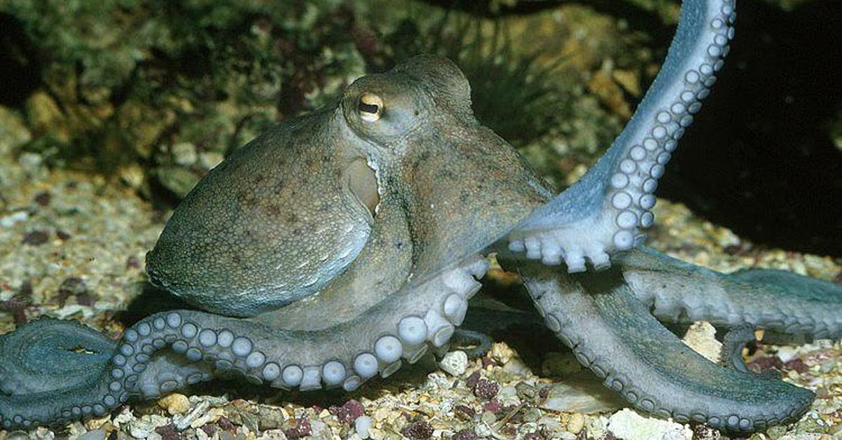 Snapshot of the intriguing Humboldt Squid, scientifically named Dosidicus gigas.