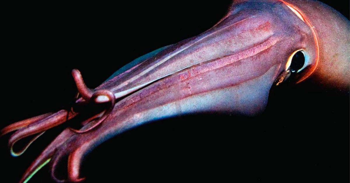 The majestic Humboldt Squid, also called Gurita Humboldt in Indonesia, in its glory.