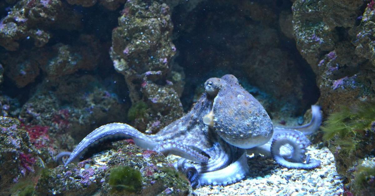 Photogenic Humboldt Squid, scientifically referred to as Dosidicus gigas.