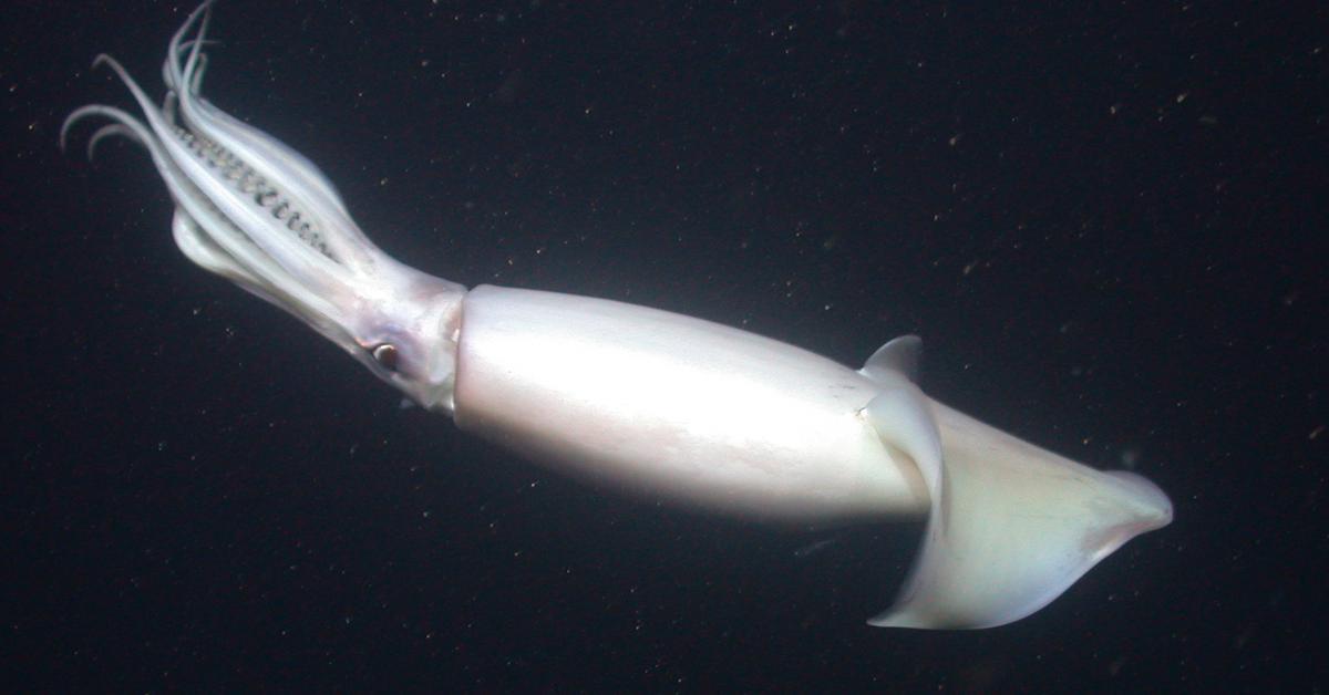 Vibrant snapshot of the Humboldt Squid, commonly referred to as Gurita Humboldt in Indonesia.