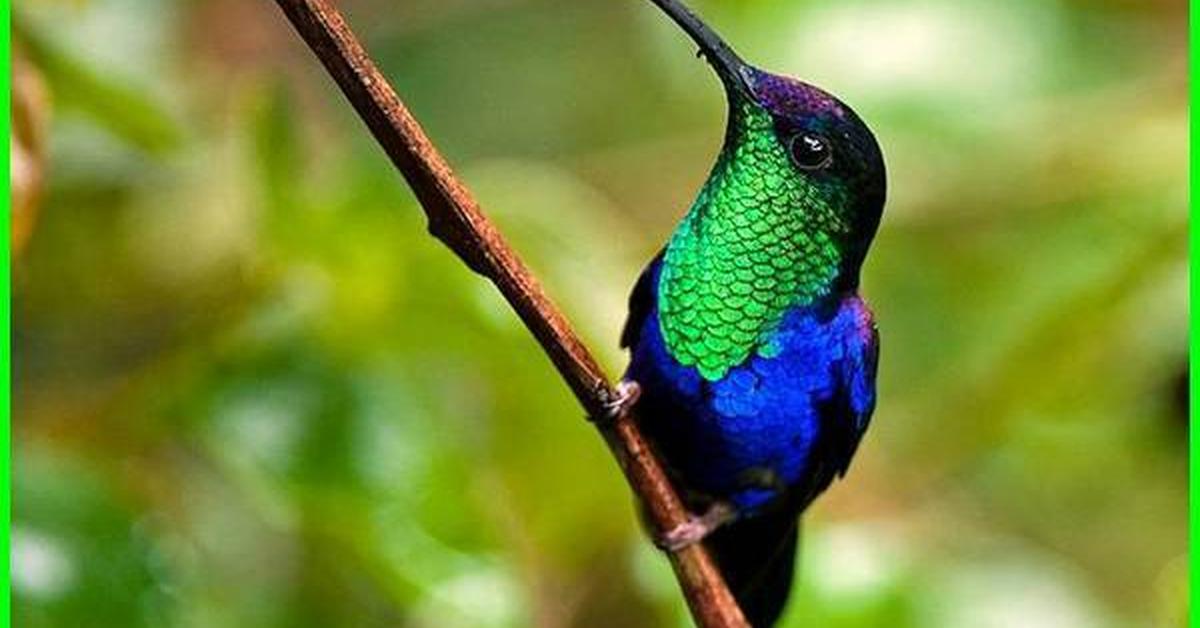 Visual representation of the House Wren, recognized in Indonesia as Burung Kecil Rumah.