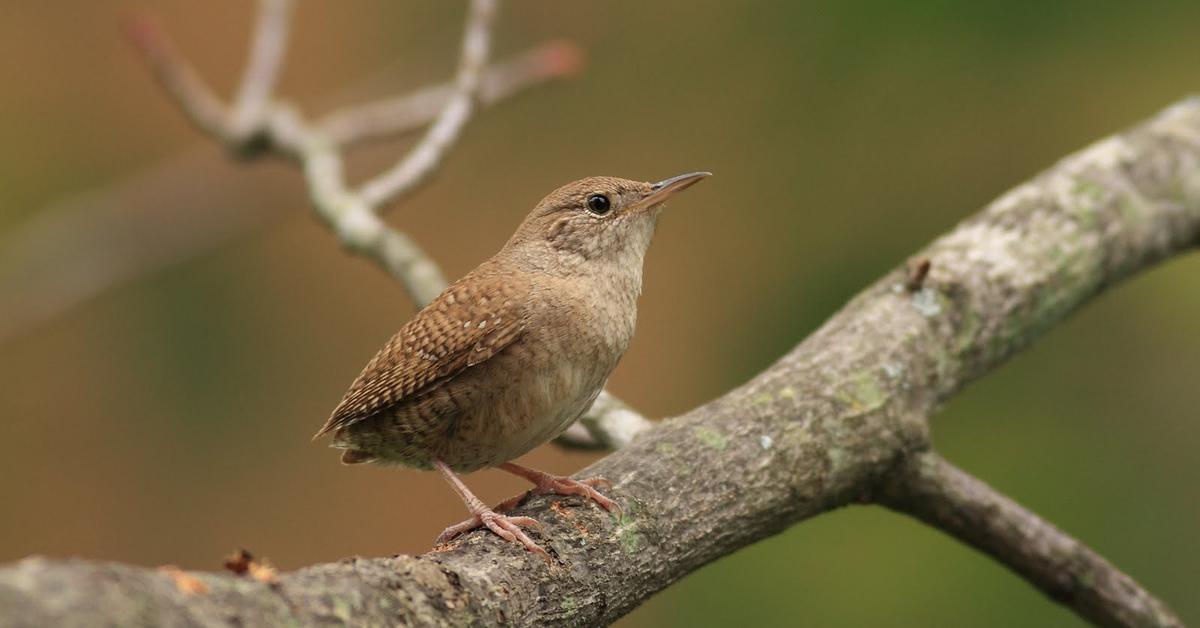 Captured beauty of the House Wren, or Troglodytes aedon in the scientific world.