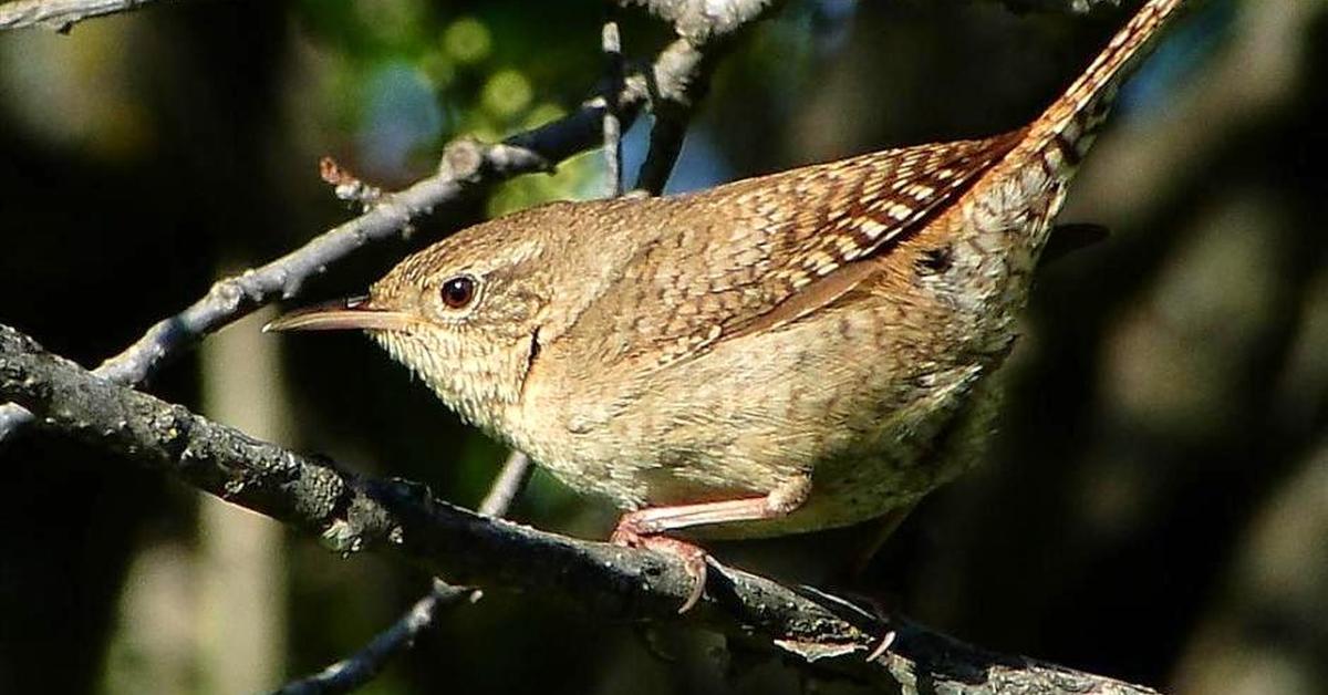 Image of the House Wren (Troglodytes aedon), popular in Indonesia as Burung Kecil Rumah.