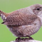 Image showcasing the House Wren, known in Indonesia as Burung Kecil Rumah.