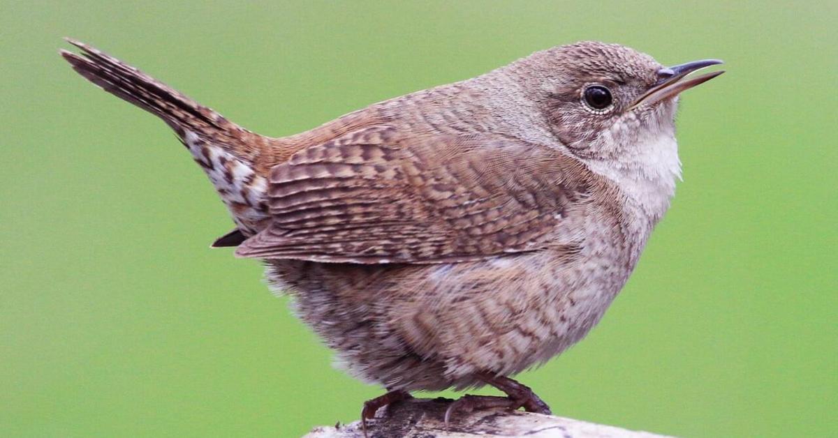 Captivating shot of the House Wren, or Burung Kecil Rumah in Bahasa Indonesia.