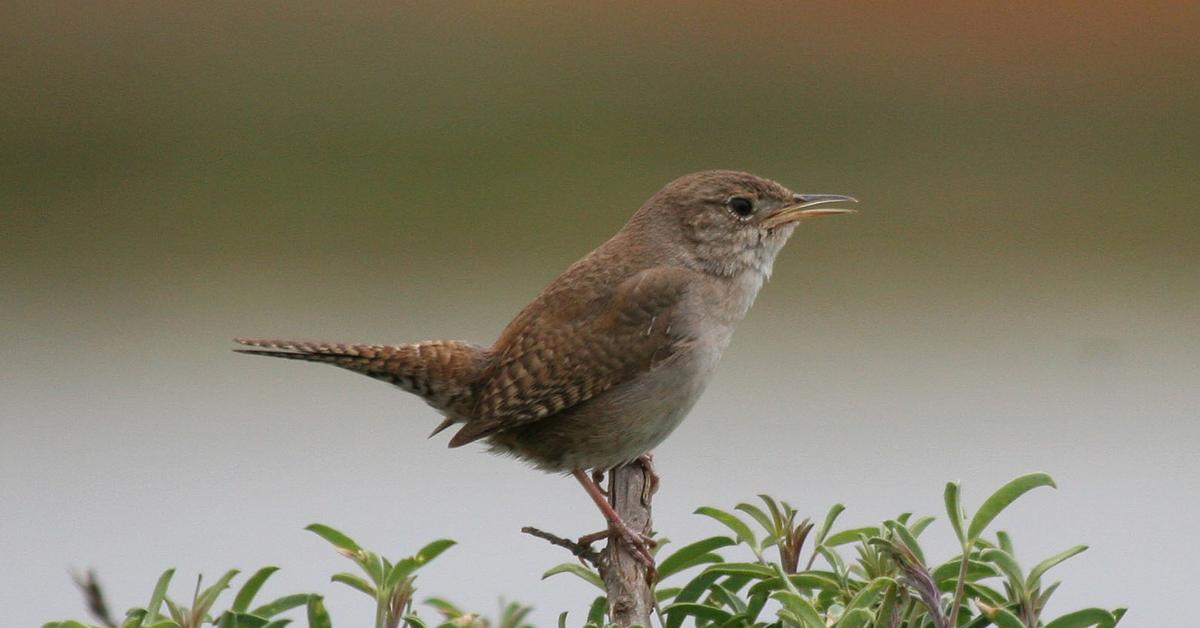 The House Wren, an example of Troglodytes aedon, in its natural environment.