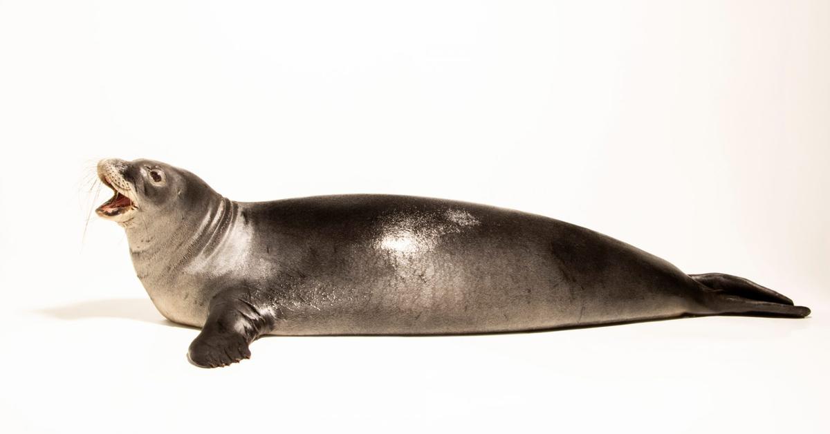 Image showcasing the Hawaiian Monk Seal, known in Indonesia as Anjing Laut Hawai.