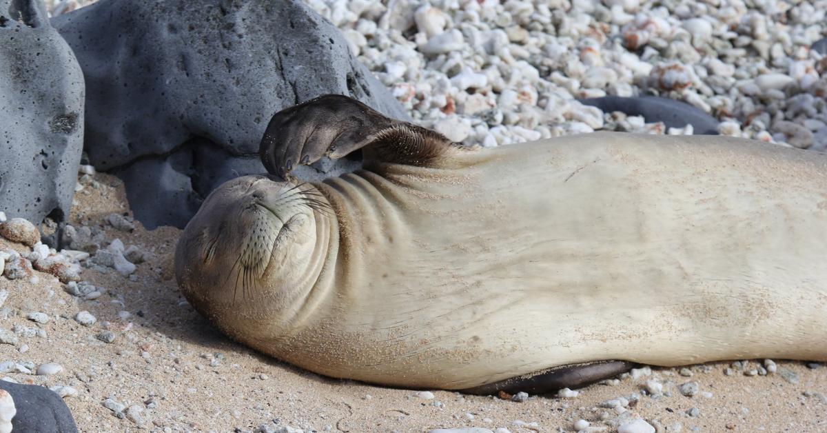 Detailed shot of the Hawaiian Monk Seal, or Neomonachus schauinslandi, in its natural setting.