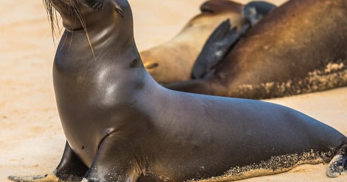 The Hawaiian Monk Seal, a species known as Neomonachus schauinslandi, in its natural splendor.