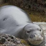 Photogenic Hawaiian Monk Seal, scientifically referred to as Neomonachus schauinslandi.