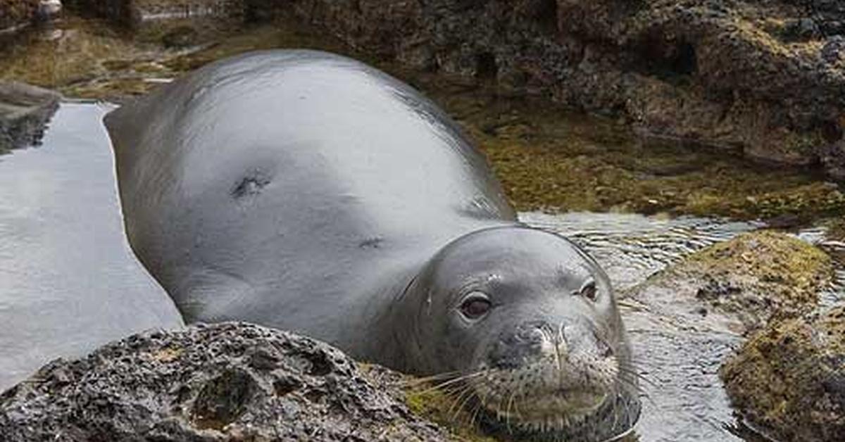 Photogenic Hawaiian Monk Seal, scientifically referred to as Neomonachus schauinslandi.