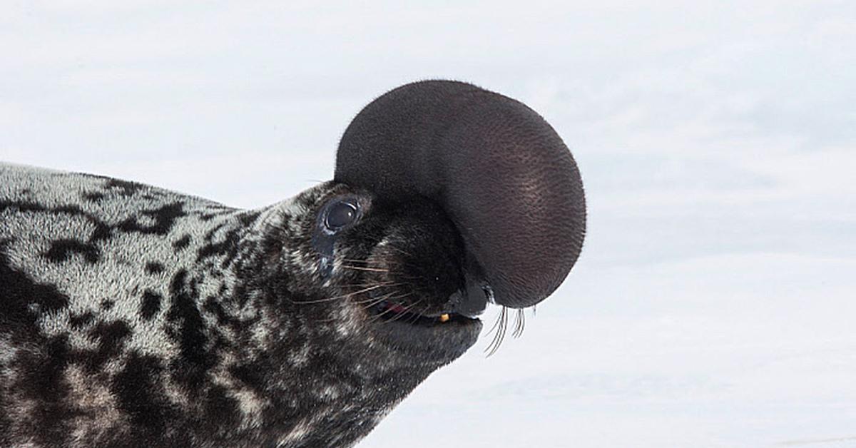 Captured beauty of the Hooded Seal, or Cystophora cristata in the scientific world.