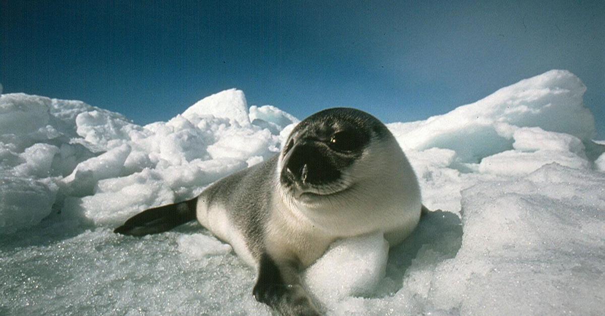 Exquisite image of Hooded Seal, in Indonesia known as Anjing Laut Berkerudung.