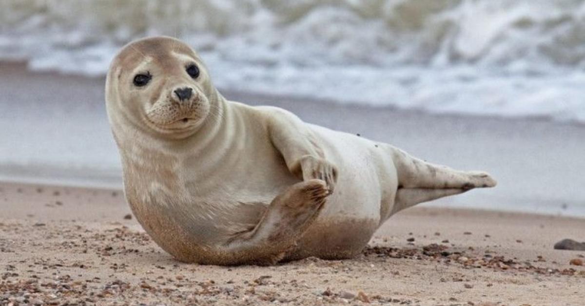 Glimpse of the Hooded Seal, known in the scientific community as Cystophora cristata.