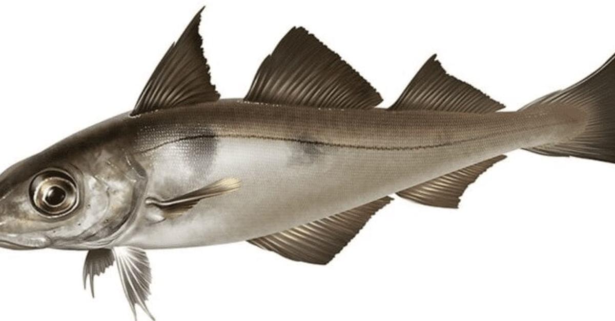 Snapshot of the intriguing Haddock, scientifically named Melanogrammus aeglefinus.