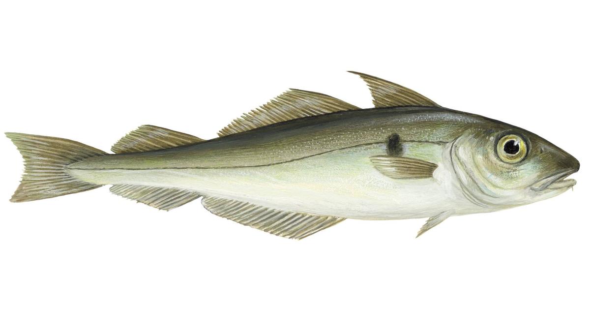 Visual of Haddock, or Ikan Haddock in Indonesian, showcasing its beauty.