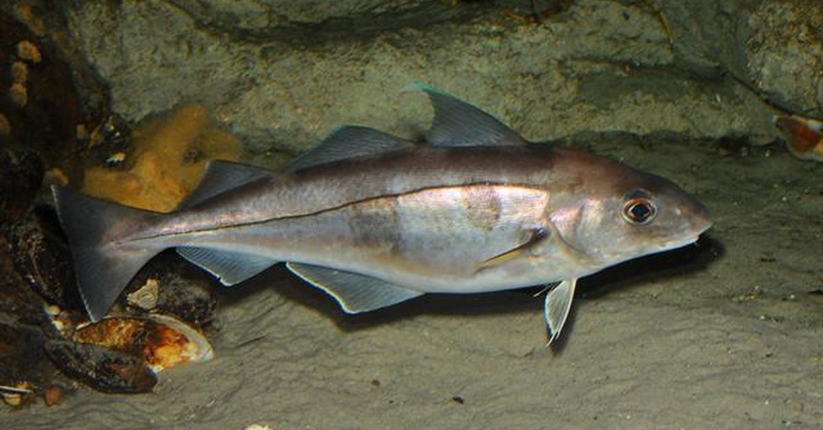 Captured beauty of the Haddock, or Melanogrammus aeglefinus in the scientific world.