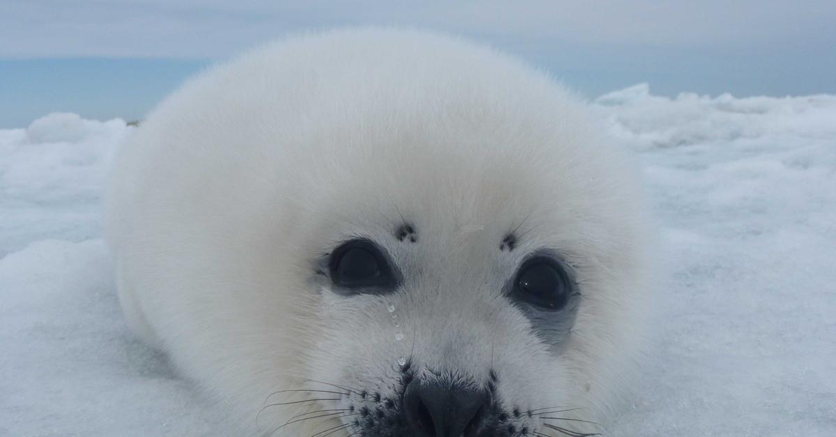 Charming view of the Harp Seal, in Indonesia referred to as Anjing Laut Harpa.