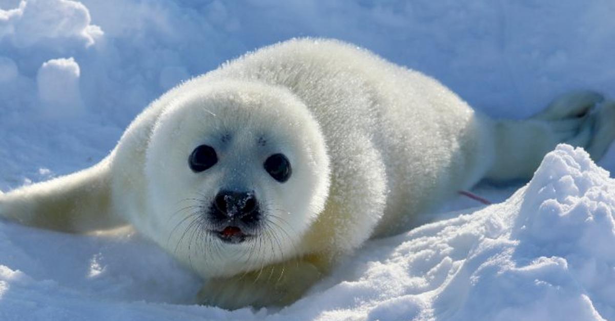 Elegant portrayal of the Harp Seal, also known as Pagophilus groenlandicus.