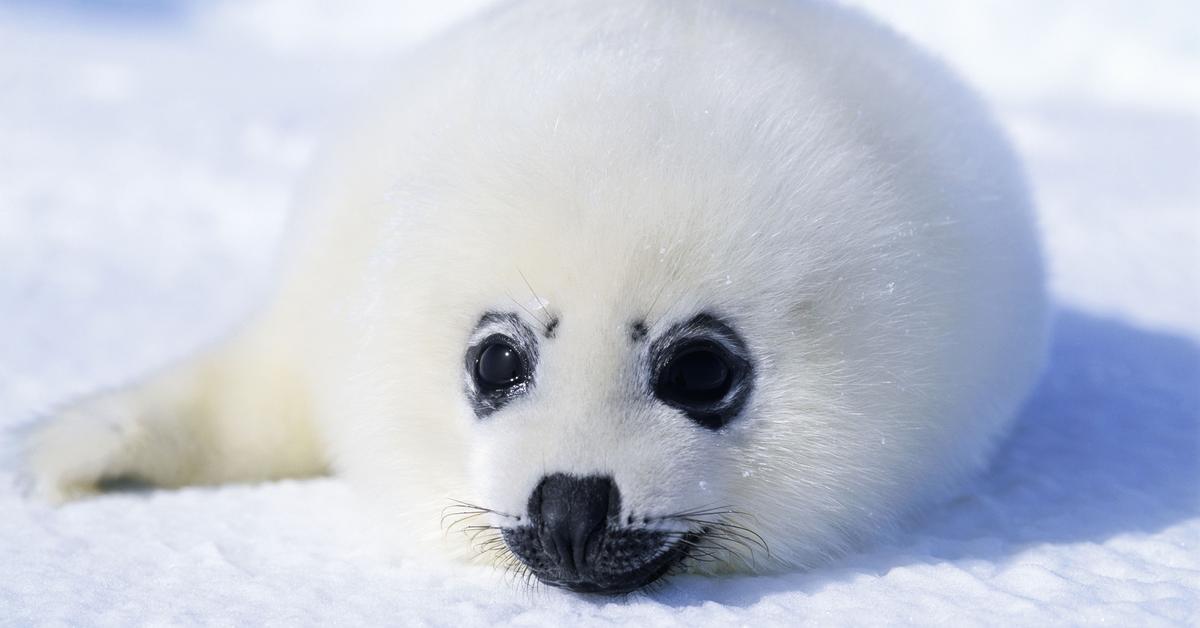 Dynamic image of the Harp Seal, popularly known in Indonesia as Anjing Laut Harpa.