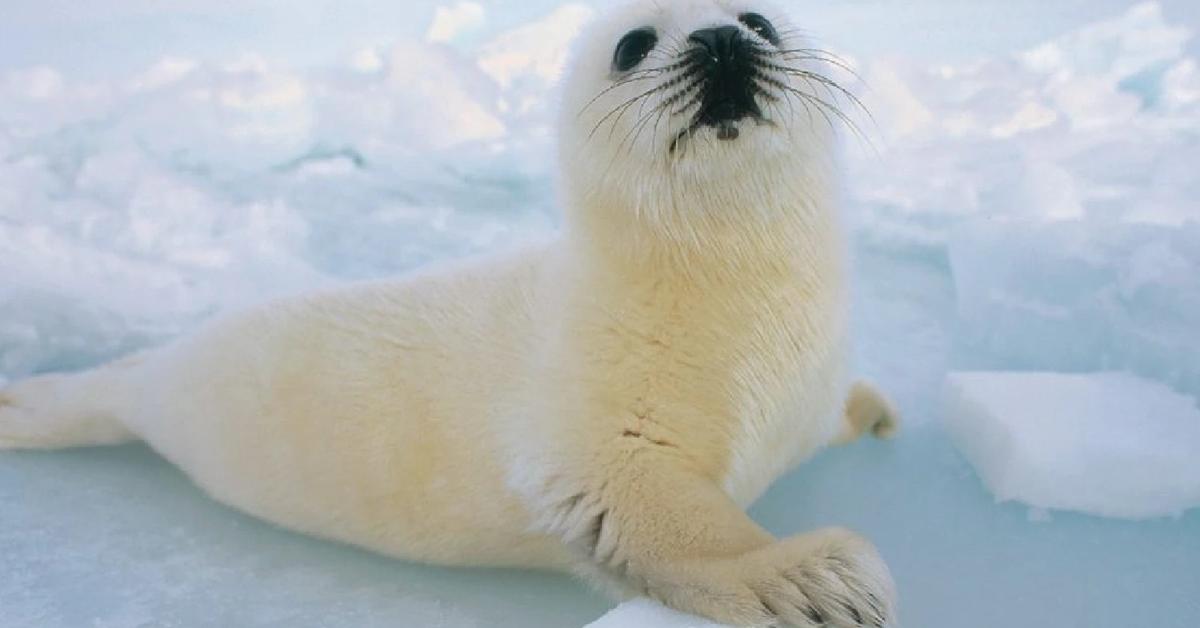 Photogenic Harp Seal, scientifically referred to as Pagophilus groenlandicus.