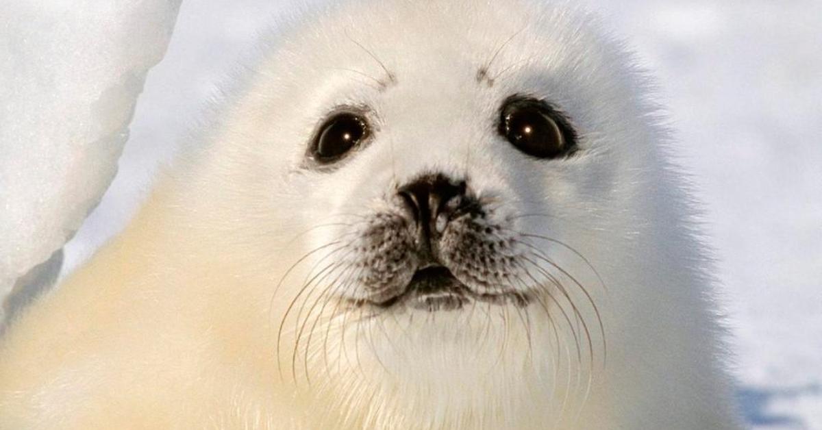 The alluring Harp Seal, commonly referred to as Anjing Laut Harpa in Bahasa Indonesia.