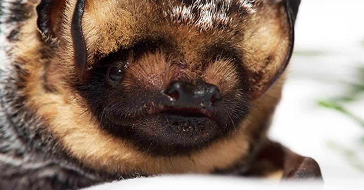 The alluring Hoary Bat, commonly referred to as Kelelawar Berbulu Putih in Bahasa Indonesia.