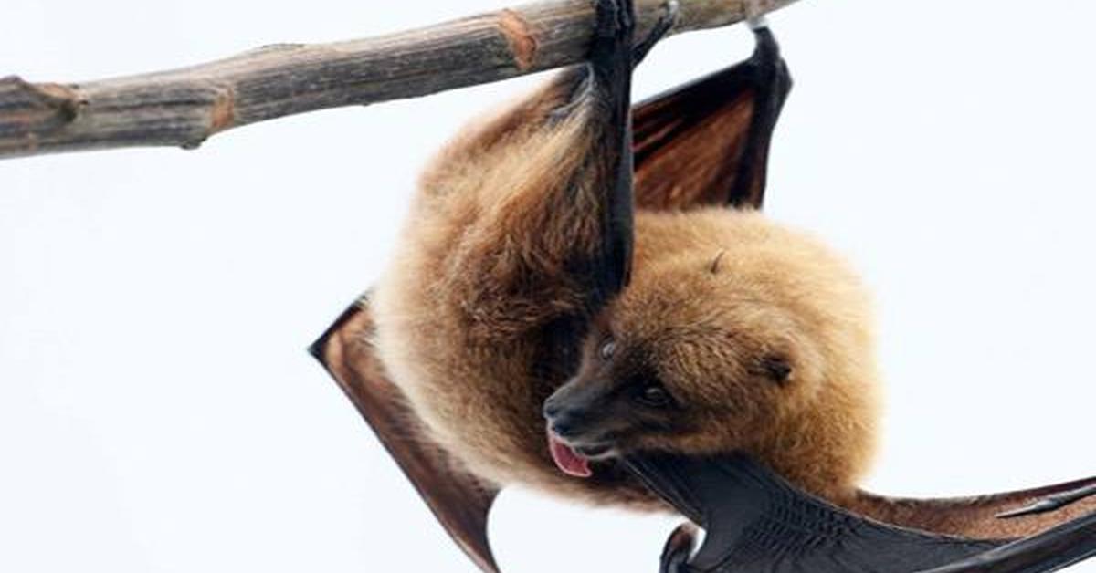 Vibrant snapshot of the Hoary Bat, commonly referred to as Kelelawar Berbulu Putih in Indonesia.