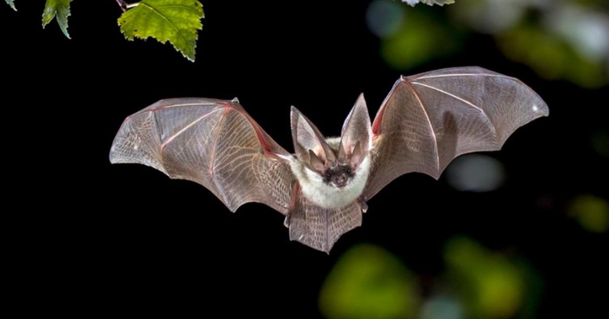 Elegant Hoary Bat in its natural habitat, called Kelelawar Berbulu Putih in Indonesia.