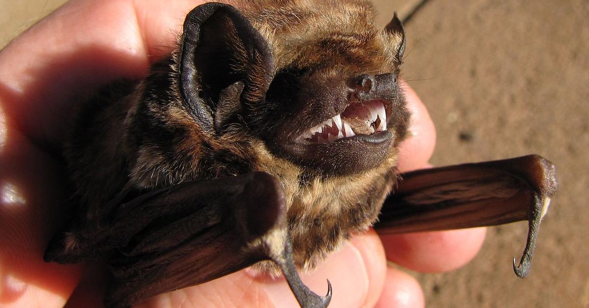 Elegant Hoary Bat in its natural habitat, called Kelelawar Berbulu Putih in Indonesia.