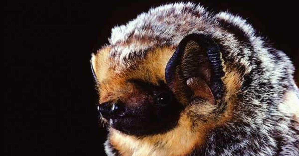 Close encounter with the Hoary Bat, scientifically called Lasiurus cinereus.