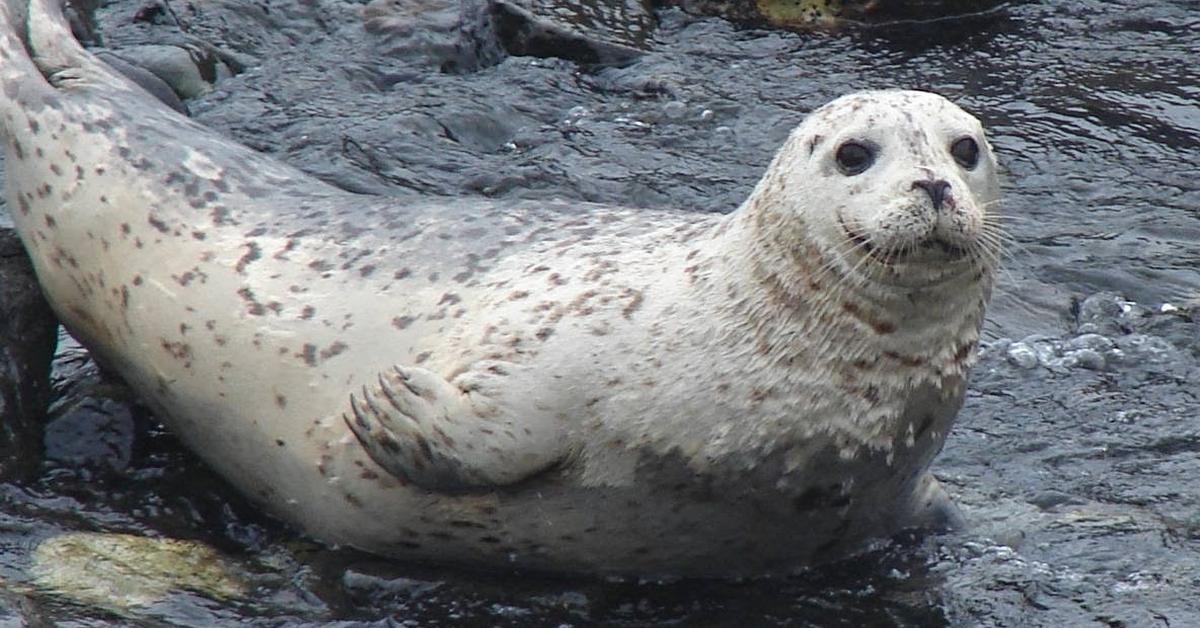 The fascinating Harbor Seal, scientifically known as Phoca vitulina.