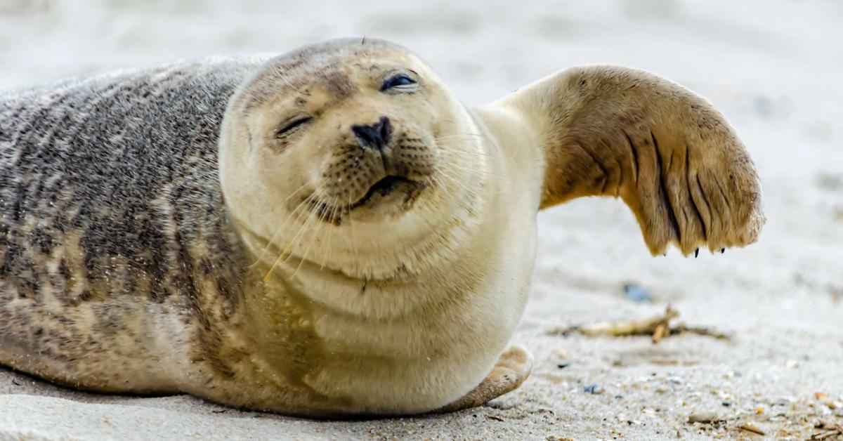 The majestic Harbor Seal, also called Anjing Laut Pelabuhan in Indonesia, in its glory.