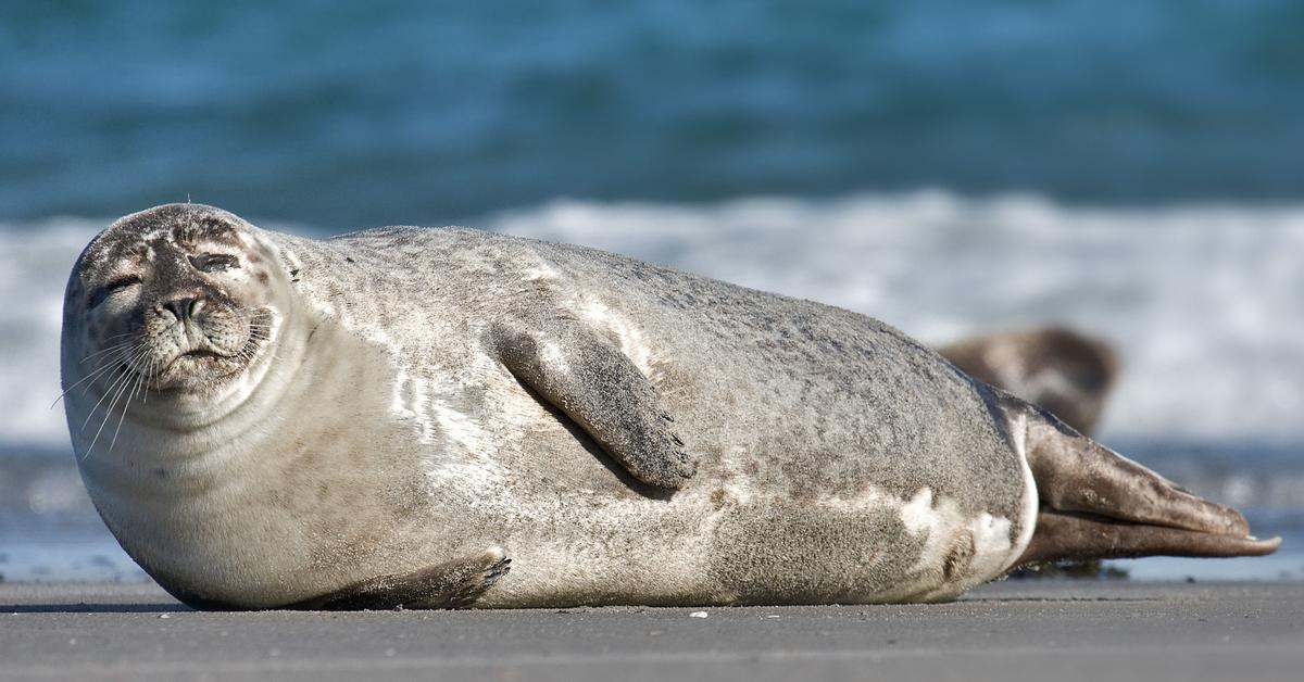 Splendid image of the Harbor Seal, with the scientific name Phoca vitulina.