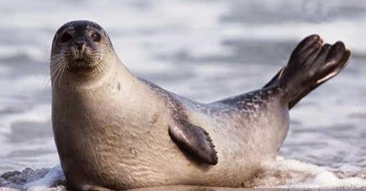 Close encounter with the Harbor Seal, scientifically called Phoca vitulina.