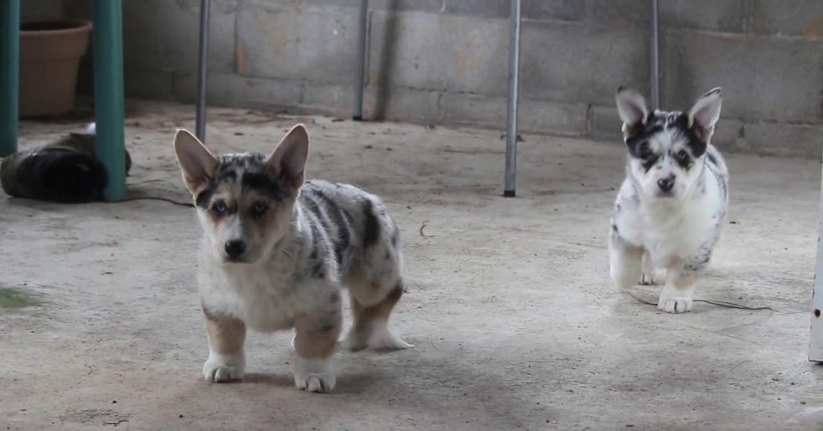 Photogenic Horgi, scientifically referred to as Canis lupus.