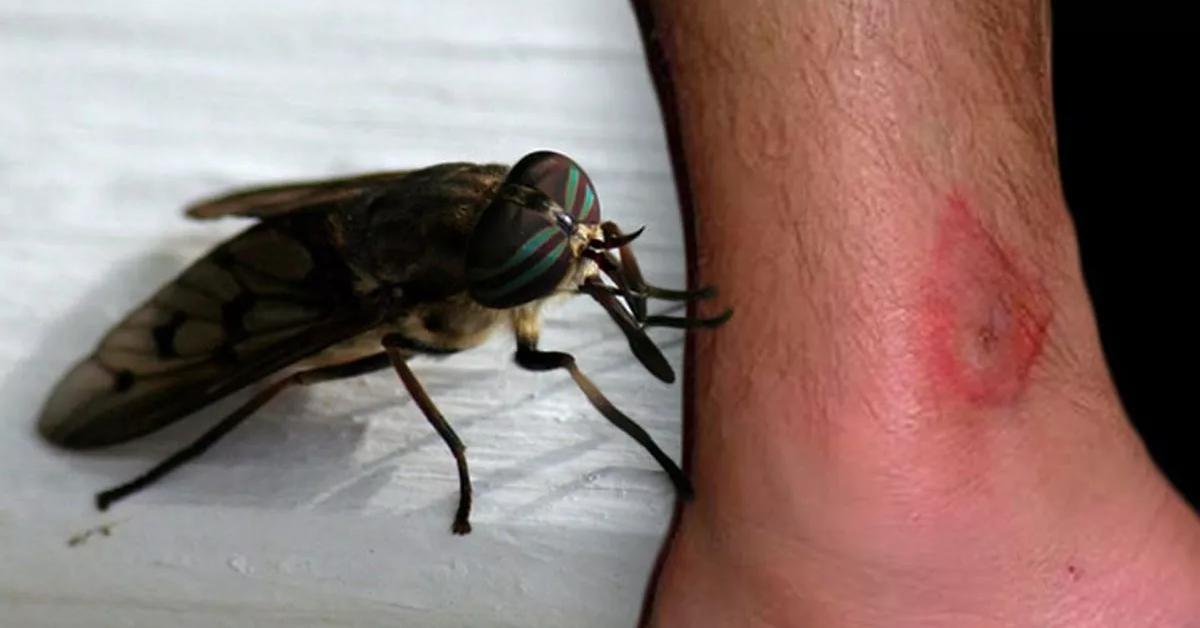 Stunning image of the Horsefly (Tabanidae), a wonder in the animal kingdom.