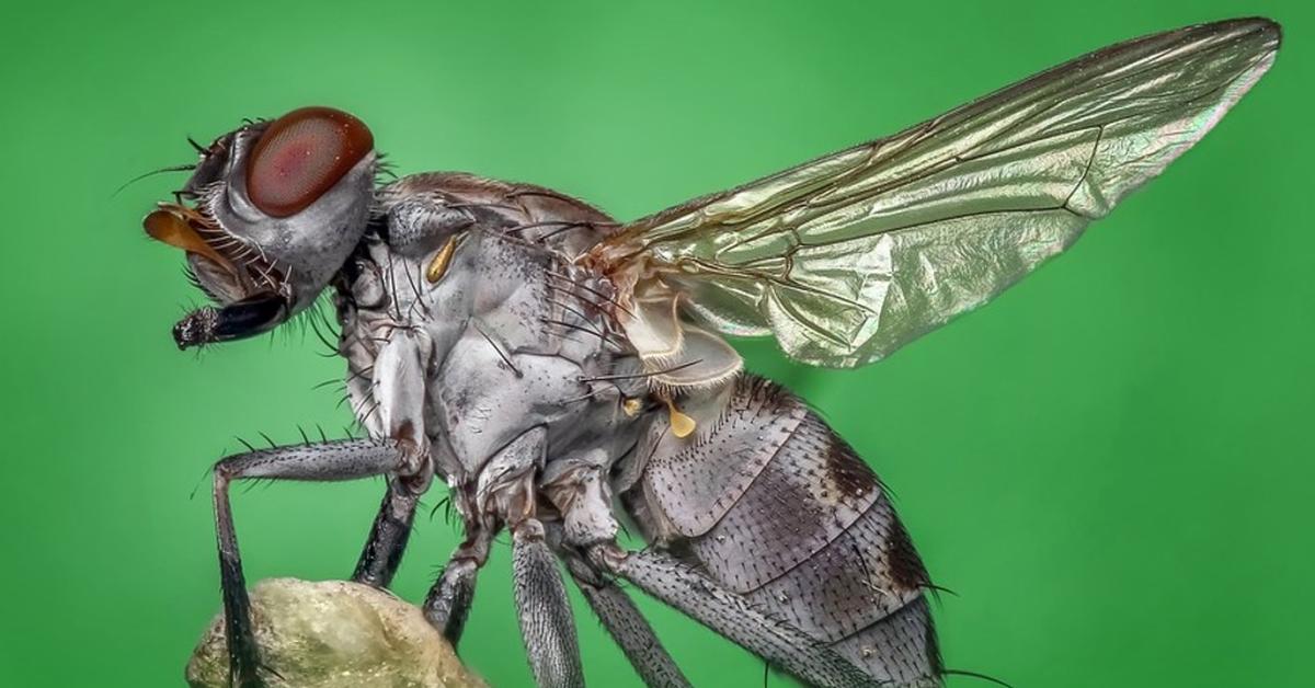 Visual representation of the Horsefly, recognized in Indonesia as Lalat Kuda.