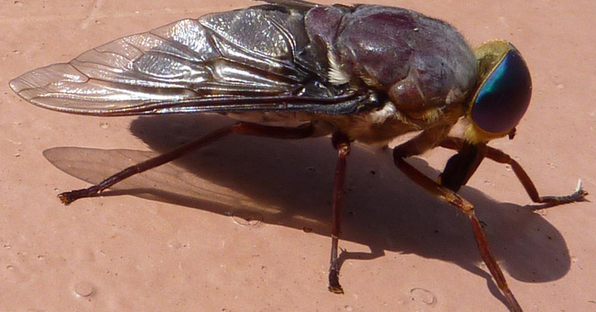 Image showcasing the Horsefly, known in Indonesia as Lalat Kuda.