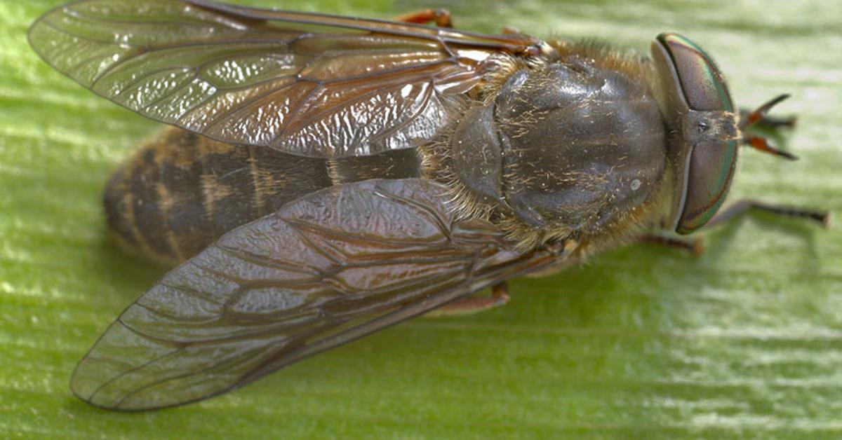 Charming view of the Horsefly, in Indonesia referred to as Lalat Kuda.