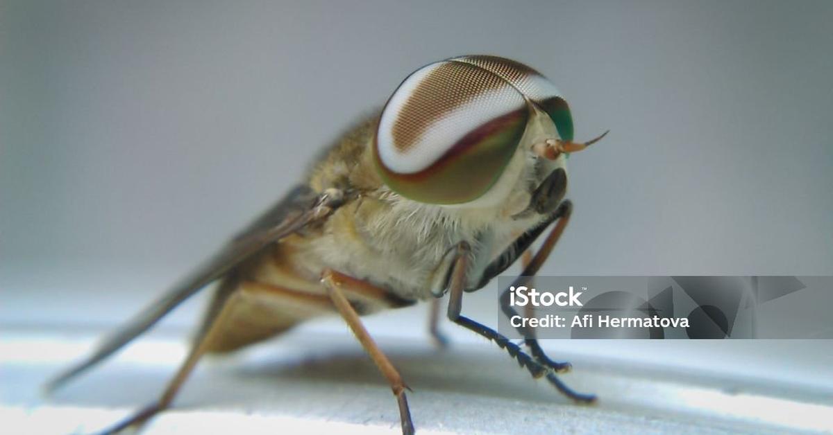 The Horsefly, an example of Tabanidae, in its natural environment.