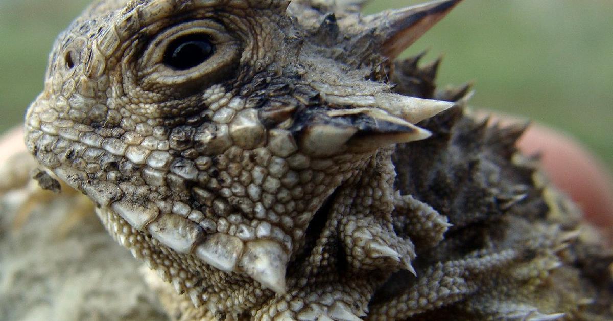 Close encounter with the Horned Lizard, scientifically called Phrynosoma.